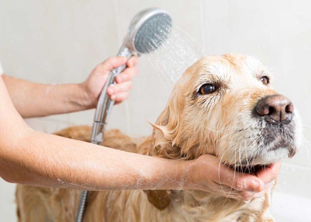Best Flea Shampoo for Dogs Featured
