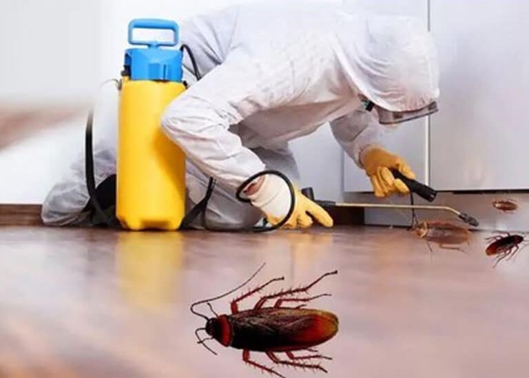 Get Rid Of Roaches The Best Cockroach Repellents Reviewed