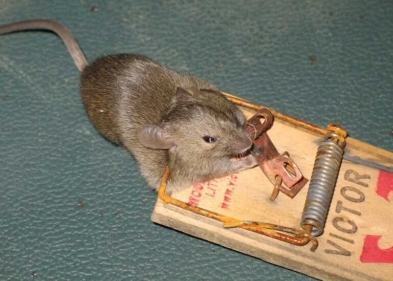 Why Rats are Hard to Trap And How to Catch Them Anyway