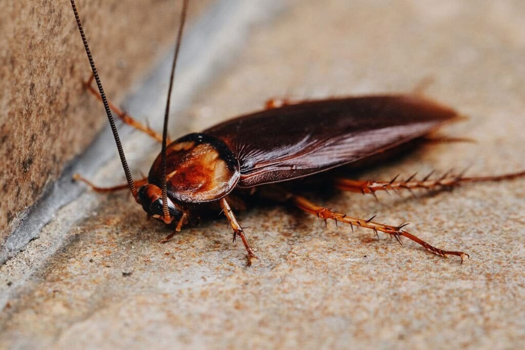 How to apply cockroach killer spray without fumes indoors