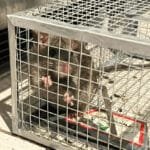 Using live rat traps for relocation—ethical guide