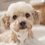 Managing mites on dogs: using mite shampoo