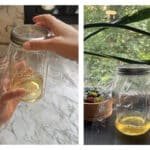 How fruit fly traps keep your kitchen bug-free
