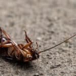 Recipe: homemade cockroach killer gel with borax
