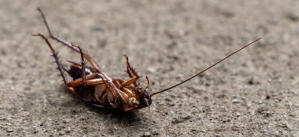 Recipe: homemade cockroach killer gel with borax