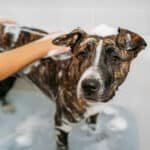 Safety data: mite shampoo for dogs with allergies