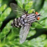 Success stories: tractor-trail repair using fly trap